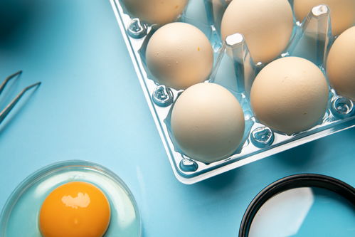 無(wú)菌雞蛋食品安全農(nóng)業(yè)科技食品培育攝影圖 插畫(huà) 下載至來(lái)源處